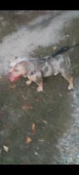 Lost Male Dog last seen S. Lee Shores Rd. And Shadow Bay Dr, Montgomery County, TX 77318