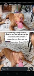 Lost Male Dog last seen Dr danilo gomes , Boqueirão, PR 81670-360