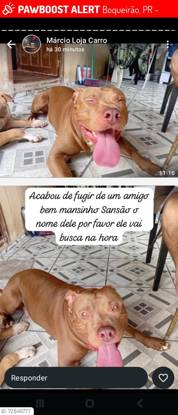 Lost Male Dog last seen Dr danilo gomes , Boqueirão, PR 81670-360