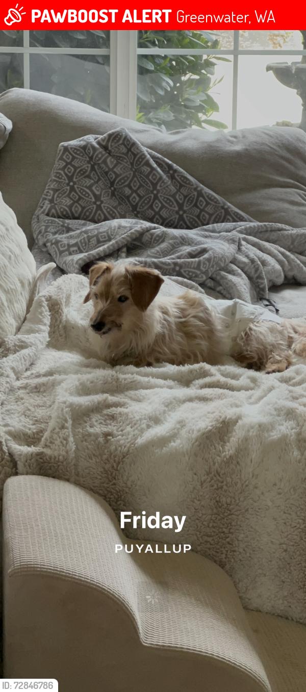 Lost Male Dog last seen Forest service road 70, Greenwater, WA 98022