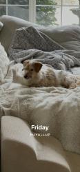Lost Male Dog last seen Forest service road 70, Greenwater, WA 98022