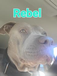 Lost Male Dog last seen Gore subligna rd, Summerville, GA 30747
