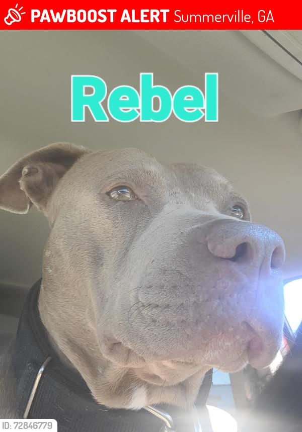 Lost Male Dog last seen Gore subligna rd, Summerville, GA 30747