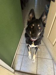 Lost Male Dog last seen 28th street and Van Buren, Phoenix, AZ 85008