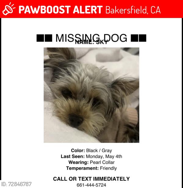 Lost Female Dog last seen Panama and akers, Bakersfield, CA 93313