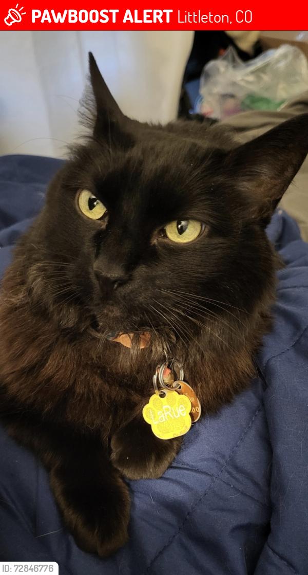 Lost Female Cat last seen Deer Creek Condominiums, Littleton, CO 80123
