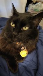Lost Female Cat last seen Deer Creek Condominiums, Littleton, CO 80123