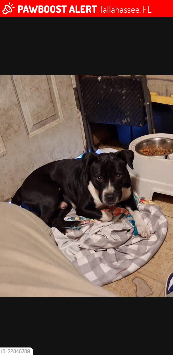 Lost Male Dog last seen Near rockbrook ct, Tallahassee, FL 32311