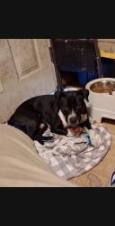 Lost Male Dog last seen Near rockbrook ct, Tallahassee, FL 32311