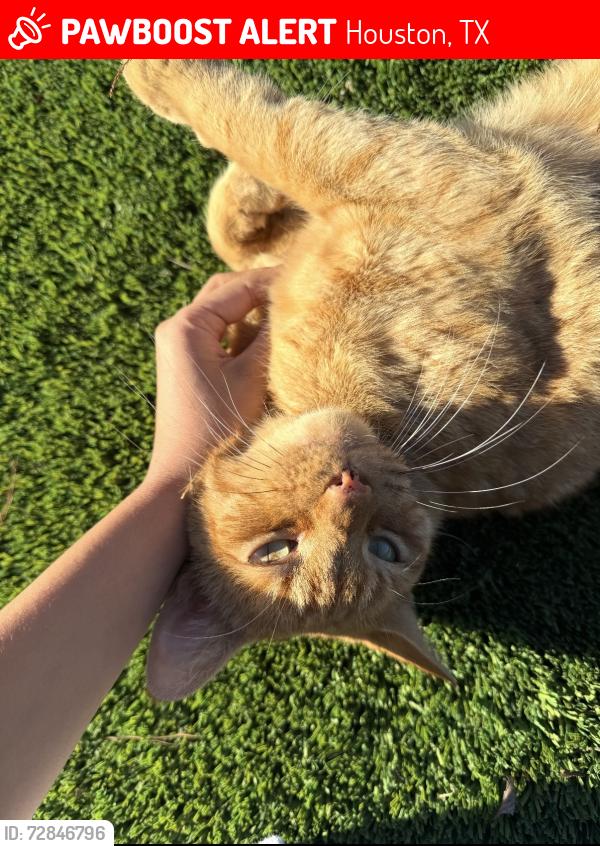 Lost Male Cat last seen Arrowwood Cir and s Piney Point rd , Houston, TX 77063