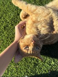 Lost Male Cat last seen Arrowwood Cir and s Piney Point rd , Houston, TX 77063