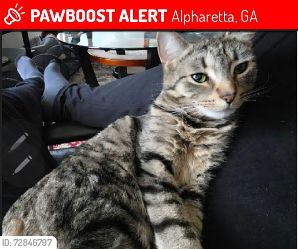 Lost Female Cat last seen Old Milton and Northpoint Pkwy, Alpharetta, GA 30005