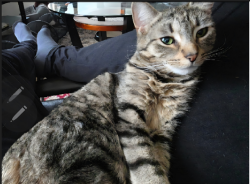 Lost Female Cat last seen Old Milton and Northpoint Pkwy, Alpharetta, GA 30005