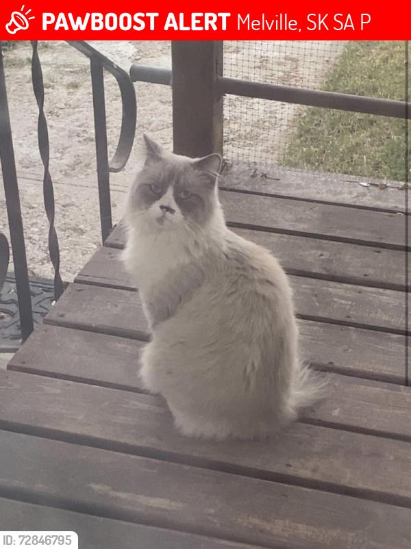 Lost Male Cat last seen Outside Mattys Fun Center, Melville, SK S0A 2P0