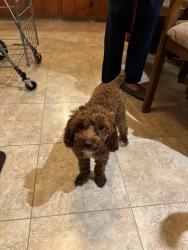 Lost Female Dog last seen Westpark and ads clodine , Addicks Clodine Rd, TX 77083