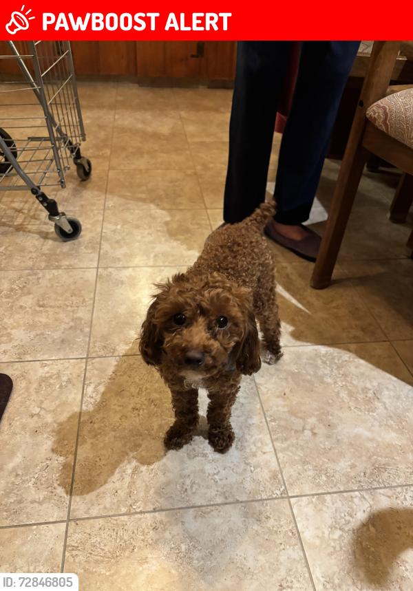 Lost Female Dog last seen Westpark and ads clodine , Addicks Clodine Rd, TX 77083