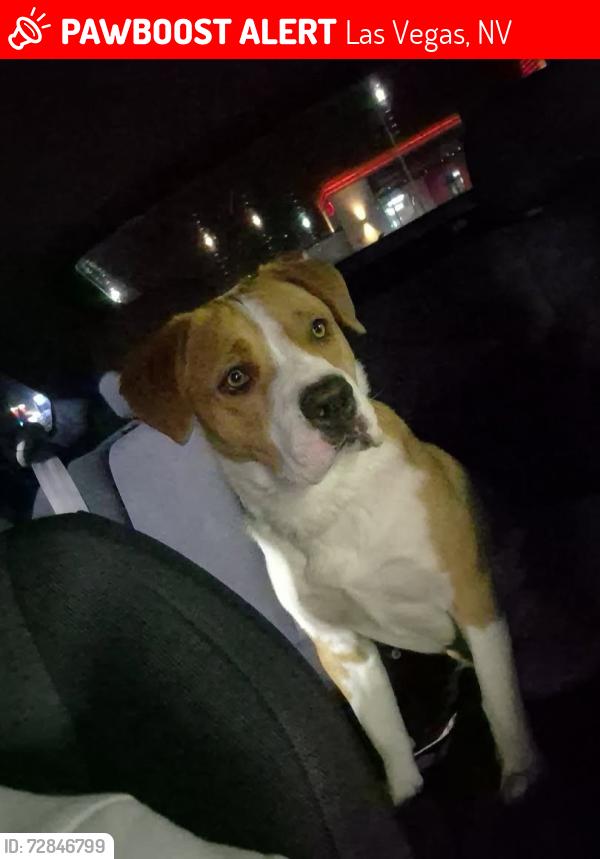 Lost Female Dog last seen Mtn Vista Harmon, Las Vegas, NV 89121