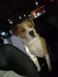 Lost Female Dog last seen Mtn Vista Harmon, Las Vegas, NV 89121