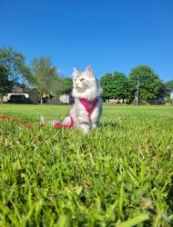 Lost Female Cat last seen Teeple Terrace and Wonderland Road, London, ON N6K