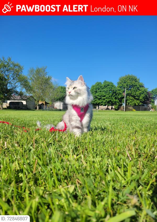 Lost Female Cat last seen Teeple Terrace and Wonderland Road, London, ON N6K
