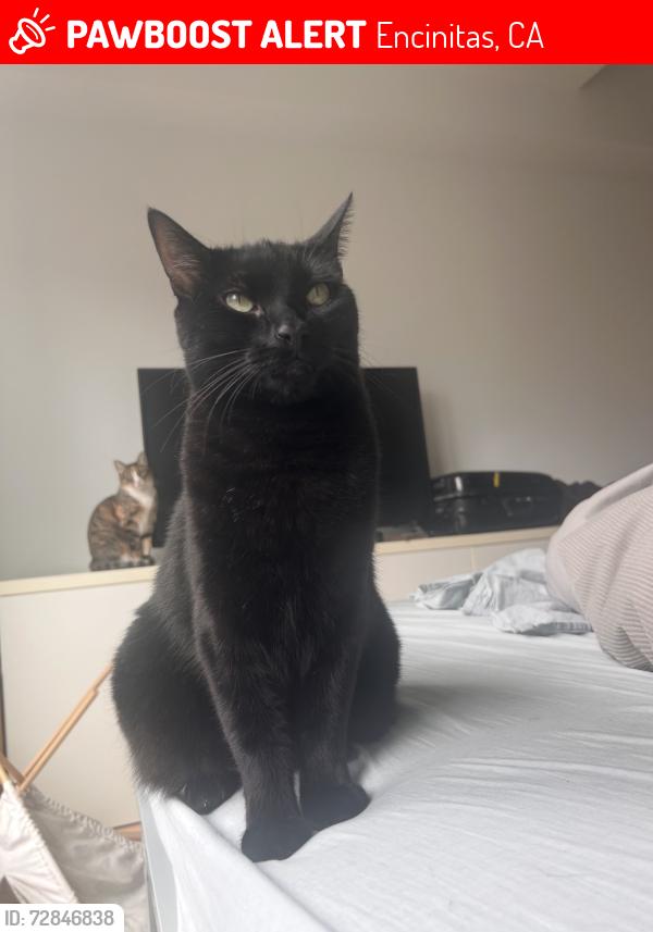 Lost Male Cat last seen Cambridge & Norfolk, Encinitas, CA 92007
