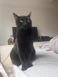 Lost Male Cat last seen Cambridge & Norfolk, Encinitas, CA 92007