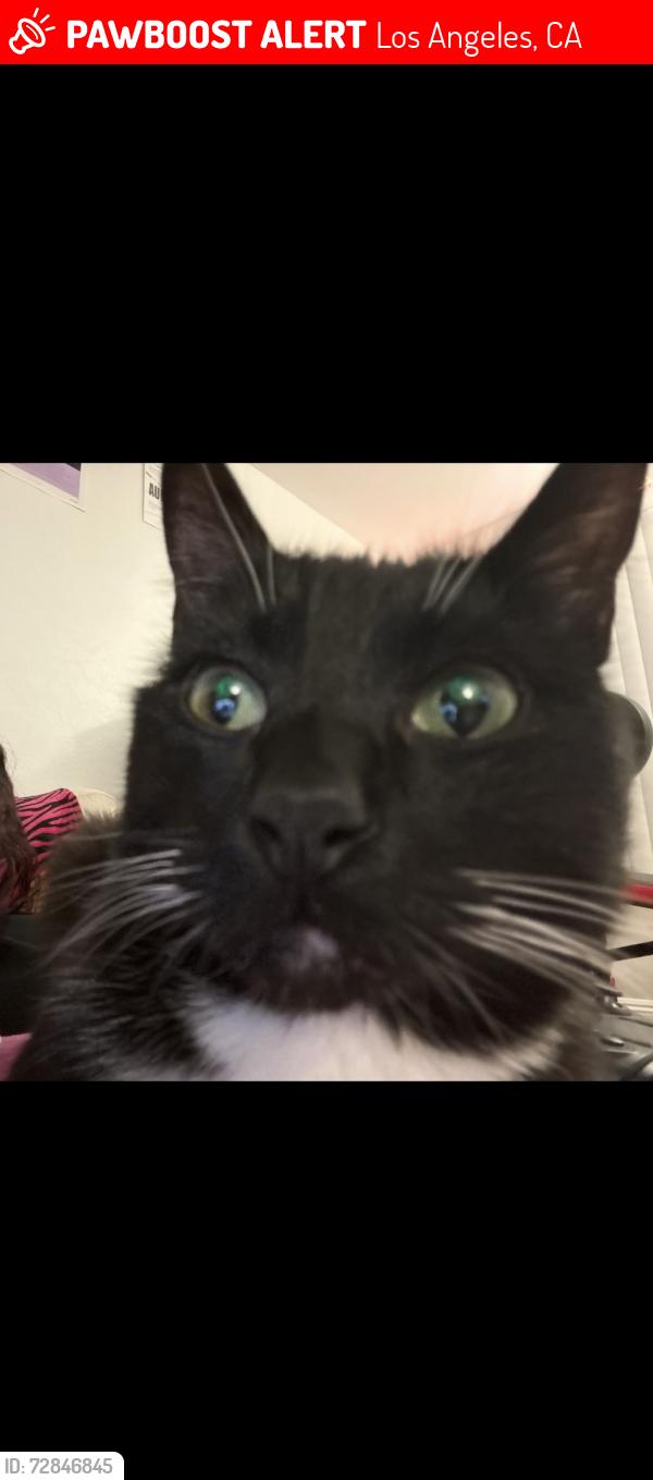 Lost Male Cat last seen drew & weldon, near apartments, Los Angeles, CA 90065