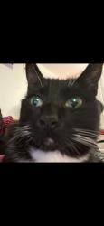 Lost Male Cat last seen drew & weldon, near apartments, Los Angeles, CA 90065