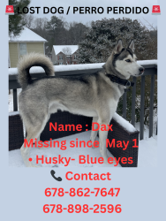 Lost Male Dog last seen Sycamore Rd Sugar Hill, GA  30518 United States, Sugar Hill, GA 30518