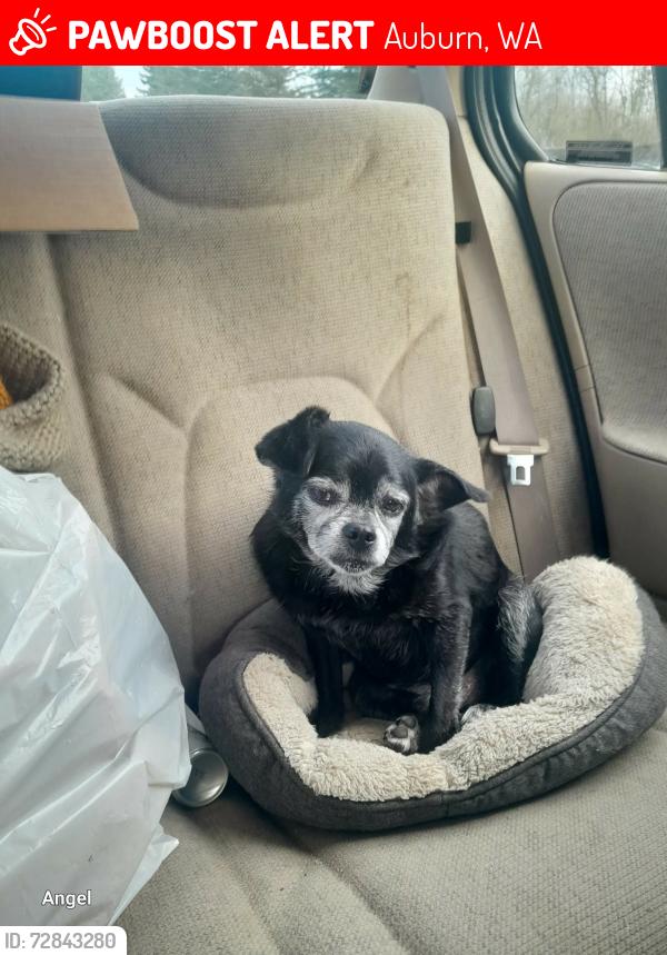 Lost Male Dog last seen Muckleshoot casino, Auburn, WA 98002