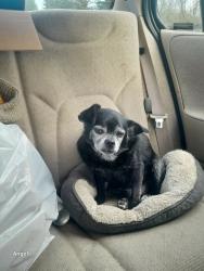 Lost Male Dog last seen Muckleshoot casino, Auburn, WA 98002