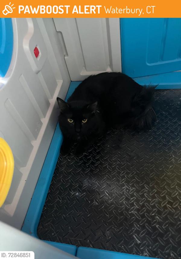 Surrendered Male Cat last seen Congress ave, Waterbury, CT 06708