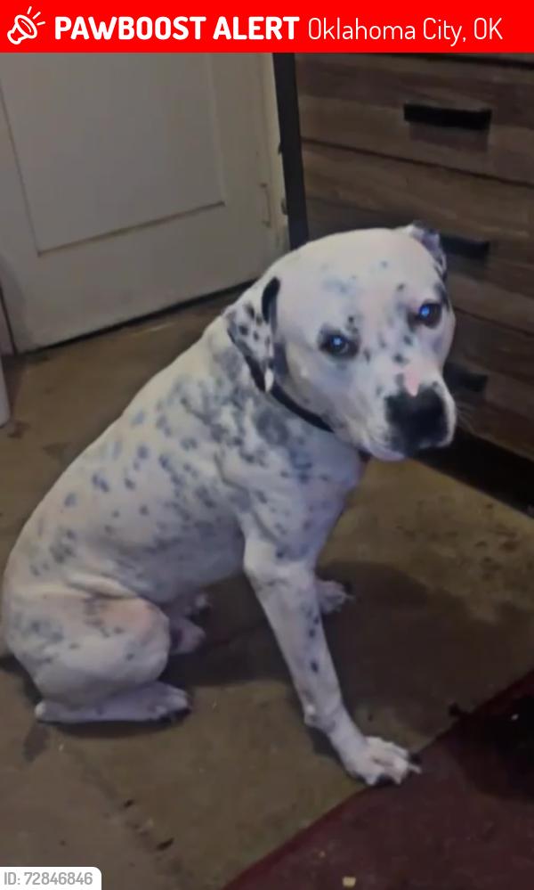 Lost Male Dog last seen Near nw 36th Terr , Oklahoma City, OK 73112