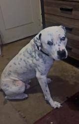 Lost Male Dog last seen Near nw 36th Terr , Oklahoma City, OK 73112