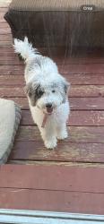 Lost Female Dog last seen Himalaya and Jericho, Aurora, CO 80013