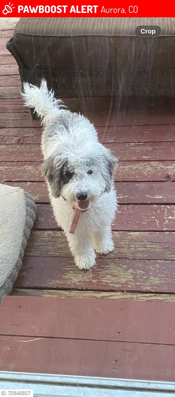 Lost Female Dog last seen Himalaya and Jericho, Aurora, CO 80013