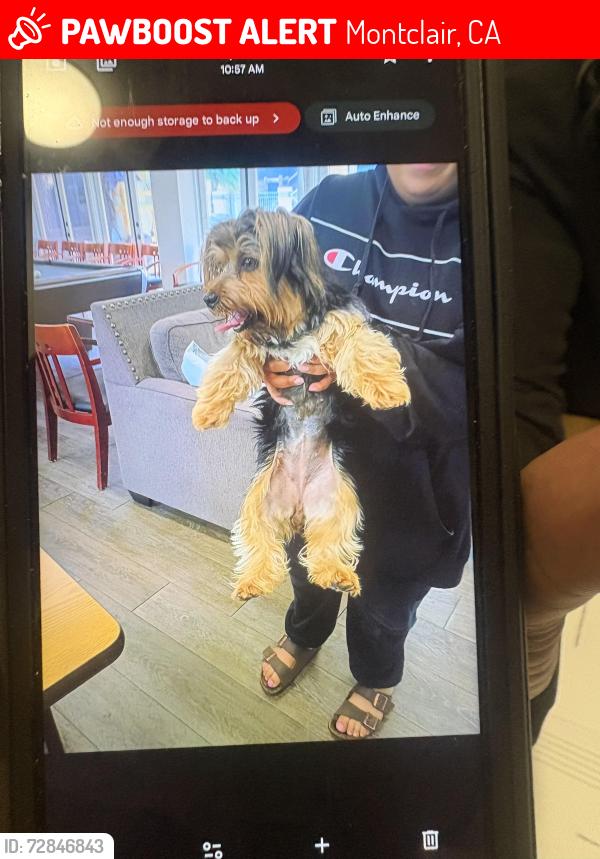 Lost Female Dog last seen San Bernardino st, Montclair, CA 91763