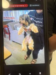 Lost Female Dog last seen San Bernardino st, Montclair, CA 91763