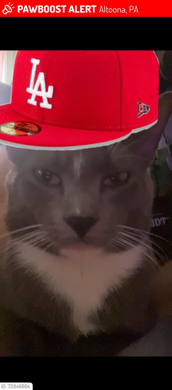 Lost Male Cat last seen Near nd street , Altoona, PA 16601