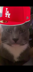 Lost Male Cat last seen Near nd street , Altoona, PA 16601