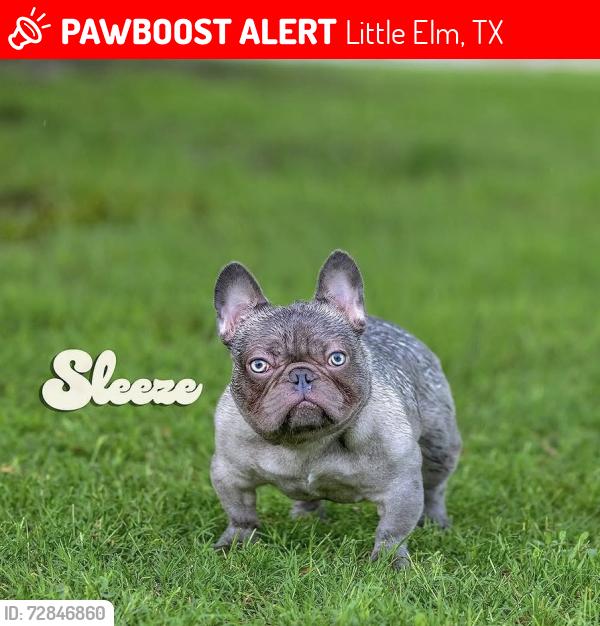 Lost Male Dog last seen Oak Grove Pkwy , Little Elm, TX 75068