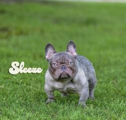 Lost Male Dog last seen Oak Grove Pkwy , Little Elm, TX 75068