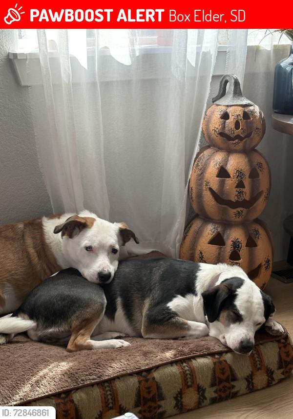 Lost Female Dog last seen Main St. and Liberty St. , Box Elder, SD 57719
