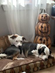 Lost Female Dog last seen Main St. and Liberty St. , Box Elder, SD 57719