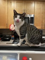 Lost Male Cat last seen Pioneer Blvd and Telegraph Rd, Santa Fe Springs, CA 90670