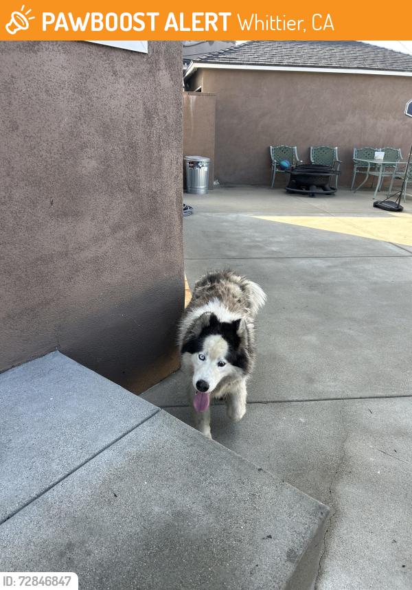 Found/Stray Unknown Dog last seen Norwalk & Beverly, Whittier, CA 90606