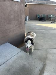 Found/Stray Unknown Dog last seen Norwalk & Beverly, Whittier, CA 90606