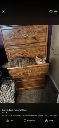 Lost Male Cat last seen Near highland park, Des Moines, IA 50313