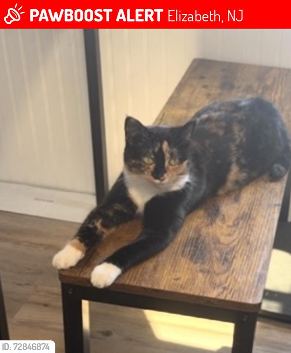 Lost Female Cat last seen Near Kapkowski Rd, Elizabeth, NJ 07201, Elizabeth, NJ 07201