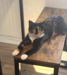 Lost Female Cat last seen Near Kapkowski Rd, Elizabeth, NJ 07201, Elizabeth, NJ 07201